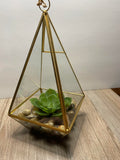 Terrarium - Grand